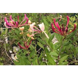 ハニーサックル・ゴールドフレーム 口径18cm鉢植え : Herb&RoseYahoo店