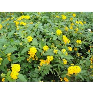 武徳産ホテイアツモリソウ 花1芽株 : 岩崎園芸ネットストア Yahoo店