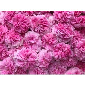 2025年度産オーガニック フレッシュダマスクローズ 08Kg 熊本県産 有機JAS認証済 送料込み 予約