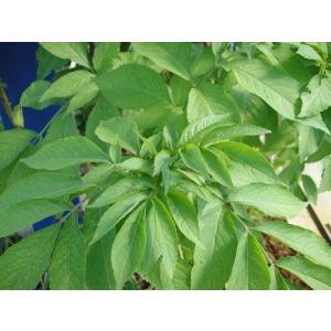 エルダーフラワー 苗の商品一覧 通販 Yahoo ショッピング