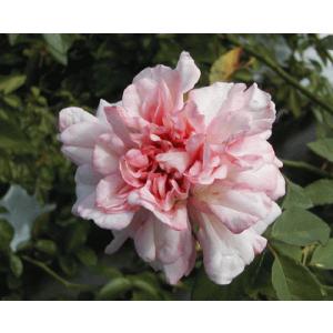 オールドローズ バラ苗 マダム ゾイットマン ナチュラルカット大苗