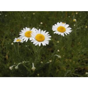 ローマンカモミール 苗の商品一覧 通販 Yahoo ショッピング