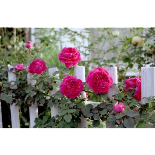 オールドローズ 長尺バラ苗　マダムイザークプレール 花色：ピンク  送料別途  毎年11月下旬から翌...