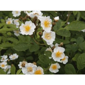 野バラ苗 花 ガーデニング の商品一覧 通販 Yahoo ショッピング