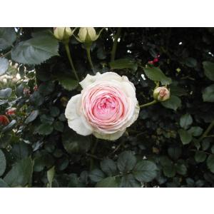 クリスマスローズ 花 苗 冬 春 チベタヌス 鉢植え ベインが入るピンク