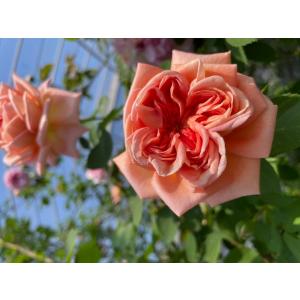 フランソワ・ジュランビル（バラ苗：オールドローズ） 大苗 つる性