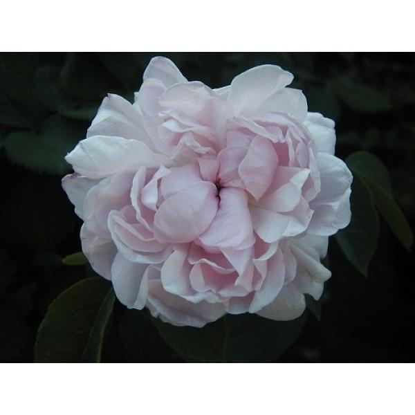 オールドローズ 長尺バラ苗   ファンタンラトゥール 花色：ピンク 送料別途　毎年11月下旬から翌年...