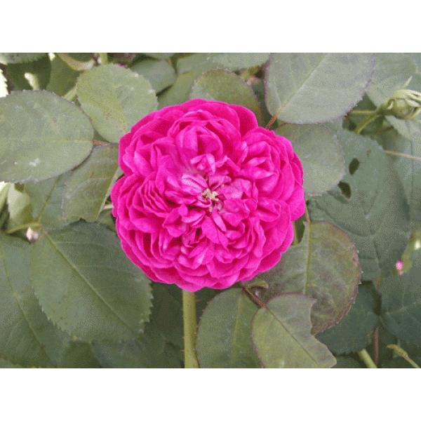 オールドローズ 四季咲きバラ苗   ローズドゥレッシュ 強剪定大苗 花色：ピンク  送料別途　毎年1...