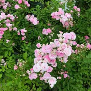 アンブリッジローズ Ambridge Rose 大苗 廃盤イングリッシュローズ