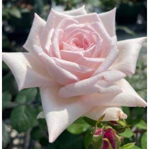予約販売 バラ苗 バラ大苗 確実園 セレッソ 四季咲き 薔薇 ばら 送料