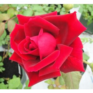 クリスマスローズ 花 苗 冬 春 チベタヌス 鉢植え ベインが入るピンク