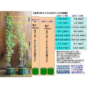 日本ナツメ(なつめ・棗)昨年度実付き実績特大苗...の詳細画像5