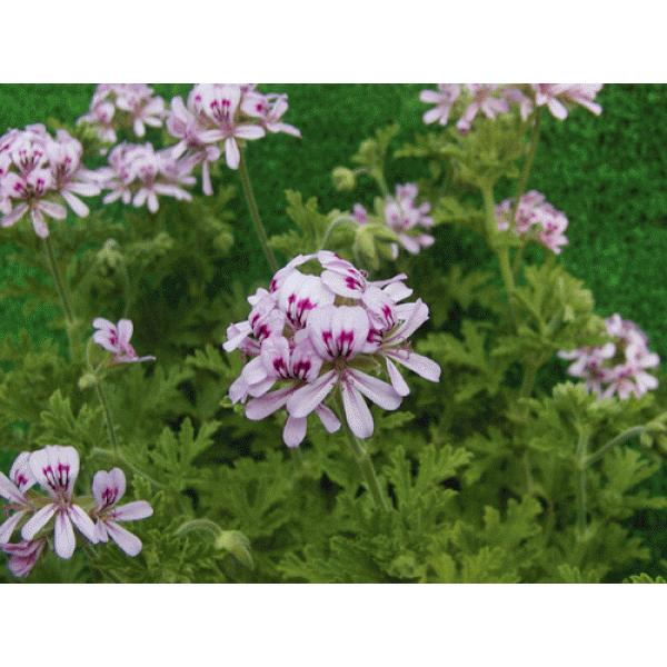 ハーブ苗　ローズゼラニューム口径18cm鉢入り大苗　送料別途【期間限定予約販売 毎年04月〜10月ま...