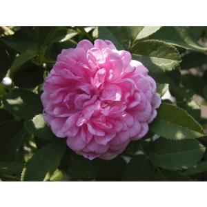 オールドローズ バラ苗 ピンク レダ ナチュラルカット大苗 花色