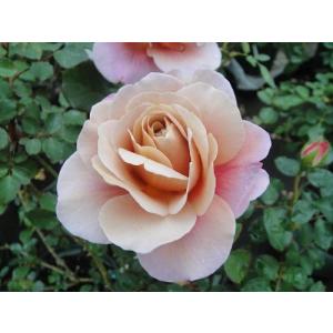 伸びる長尺つるバラ苗ピンク色 フランソワジュランビル 送料別途 毎年