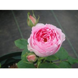 オールドローズ 長尺バラ苗 キャトルセゾン（オータム ダマスク）花色