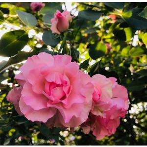 バラ苗 即納 大苗 18cmポット メロウ : Apple Roses - 通販 - Yahoo