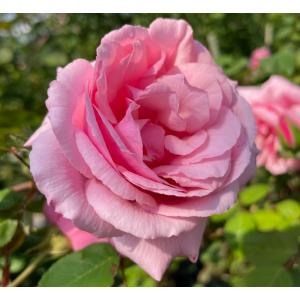 長尺つるバラ苗 群舞（グンマイ）花色：ピンク 送料別途 毎年11月下旬