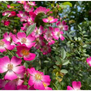 礼文アツモリソウ 花1芽株 : 岩崎園芸ネットストア Yahoo店 - 通販