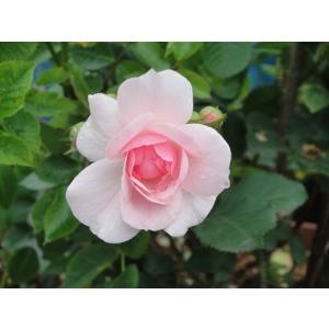 長尺つるバラ苗四季咲き真紅色 レッドキャスケード 送料別途 毎年11月 