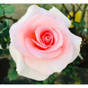 バラ苗 大苗 2026 ピンク ビンテージ Pink Vintage 四季咲き 国産
