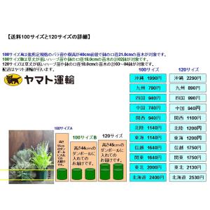 四季咲き木立バラ苗 晴世 大苗 花色:ピンク ...の詳細画像5