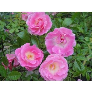 長尺つるバラ苗ピンク色 春霞（春がすみ・ピンクサマスノー）送料別途