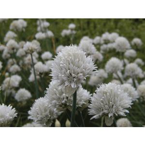 鹿児島紅梅 花梅 2年生 接木 ポット苗 観賞花木 : 苗木部 花ひろば