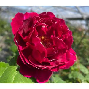 長尺つるバラ苗四季咲きクリーム色 ロココ 送料別途 毎年11月下旬から