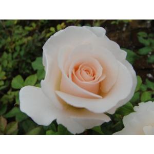 四季咲きバラ苗 ストロベリーアイス強剪定大苗 花色：ピンク 送料別途