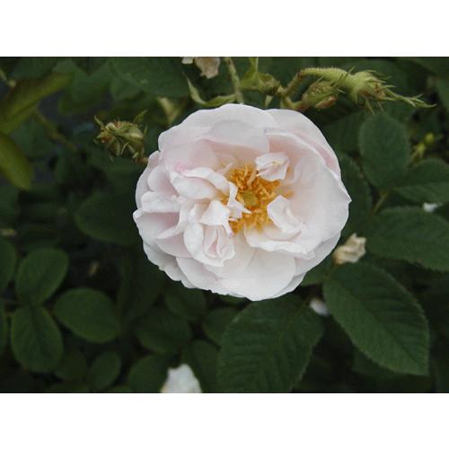 オールドローズ バラ苗  ヨーク＆ランカスター  長尺大苗 花色：白〜ピンク  送料別途　毎年11月...