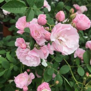 つるバラ 群舞 6号ポット苗 : 苗木部 花ひろばオンライン - 通販