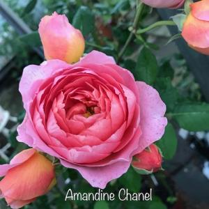 アマンディーン シャネル大苗　Amandine Chanel　花色：サーモンピンク 送料別途　毎年11月下旬から翌年05月までお届けの苗