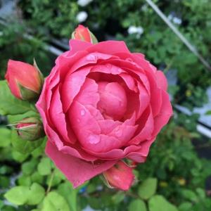 アマンディーン シャネル大苗 Amandine...の詳細画像1