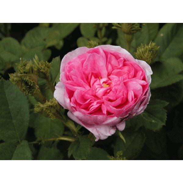 オールドローズ バラ苗  シャポー ドゥ ナポレオン  ナチュラルカット大苗 花色：ピンク  送料別...