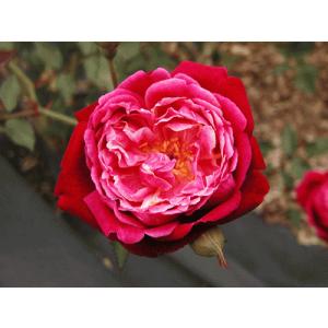 オールドローズ 長尺バラ苗 キャトルセゾン（オータム ダマスク）花色