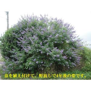 西洋 ニンジン ボク 特大苗 バイテックス チェストベリー 樹高110センチ以上 送料別途 11月からのお届けです 071h Herb Roseyahoo店 通販 Yahoo ショッピング