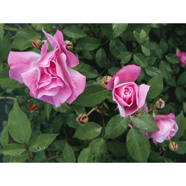 オールドローズ 四季咲きバラ苗   オールド ブラッシュ チャイナ大苗 花色：ピンク  送料別途　毎...