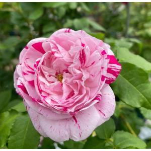 つるバラ苗 群舞（グンマイ）ナチュラルカット 花色：ピンク 送料別途