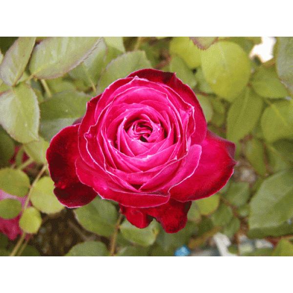 オールドローズ 四季咲きバラ苗   赤胆紅心（ツダンホンシン）大苗 花色：ピンク  送料別途　毎年1...