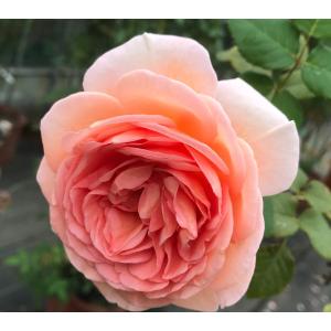 廃盤イングリッシュローズ Auscot  長尺大苗  花色 アプリコットピンク  送料別途　毎年11月下旬から翌年05月までお届けの苗