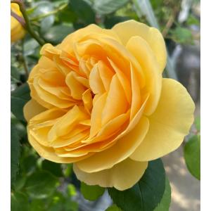 Ausmas長尺大苗  廃盤イングリッシュローズ 花色 イエロー  送料別途　毎年11月下旬から翌年05月までお届けの苗