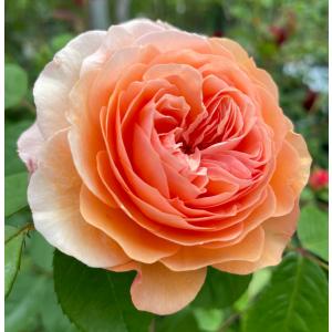 アンブリッジローズ Ambridge Rose 大苗 廃盤イングリッシュローズ