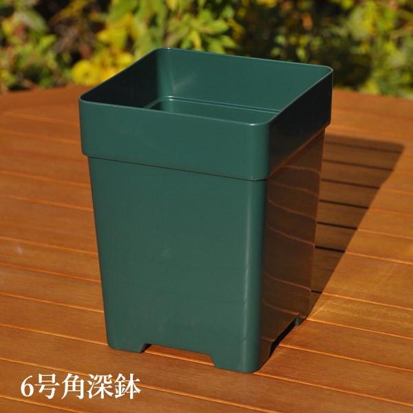 【6号角深鉢】ロサオリエンティス コレクターズポット【プレミアローズセレクション】バラ鉢・角鉢 ZI...