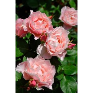 バラ苗【6号新苗】ダフネ 6号鉢植え品［農林水産省 登録品種］《8-A18-05》