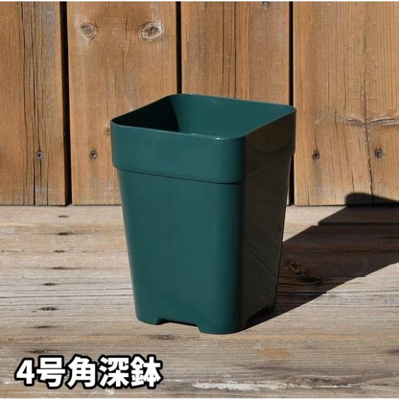 【4号角深鉢】ロサオリエンティス コレクターズポット【プレミアローズセレクション】バラ鉢・角鉢 ZI...