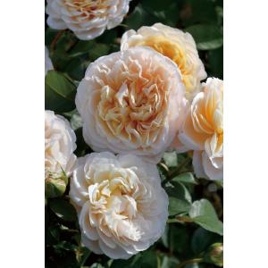 バラ苗【6号新苗】エクリュ 6号鉢植え品［農林水産省 品種登録出願中］《8-B15-03_1-C10》
