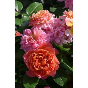 大苗】バラ苗 ルクソール 6号鉢植え品《8-C07-07》 : バラの家 バラ苗