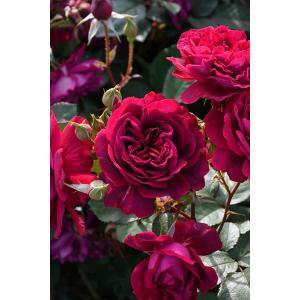 バラ苗【新苗】メルロー《1-C20_7-D01-06》2025秋新品種【0420販売】