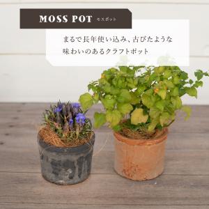 植木鉢 陶器鉢 モスポット 700 3号の詳細画像1